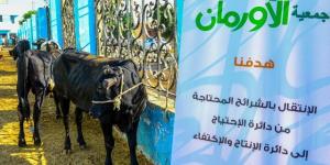 غدا  البدء فى ذبح 45 عجلا للأضحي ببني سويف - بوابة الكويت