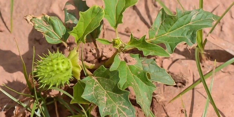 جريمة زراعة النباتات المخدرة - ايجي سبورت
