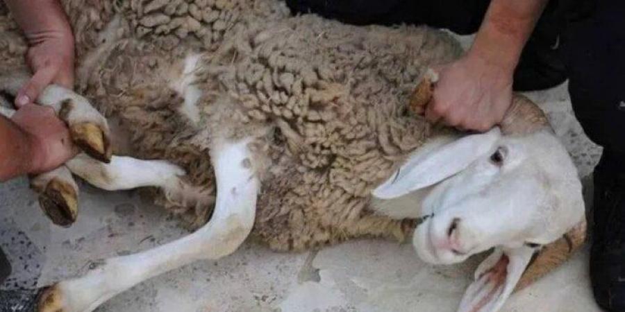 هل يجوز بيع شيء من الأضحية أو إعطاء الجزار جلدها كأجر؟.. «الإفتاء» تجيب - بوابة الكويت